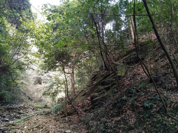 饥饿的松鼠救援